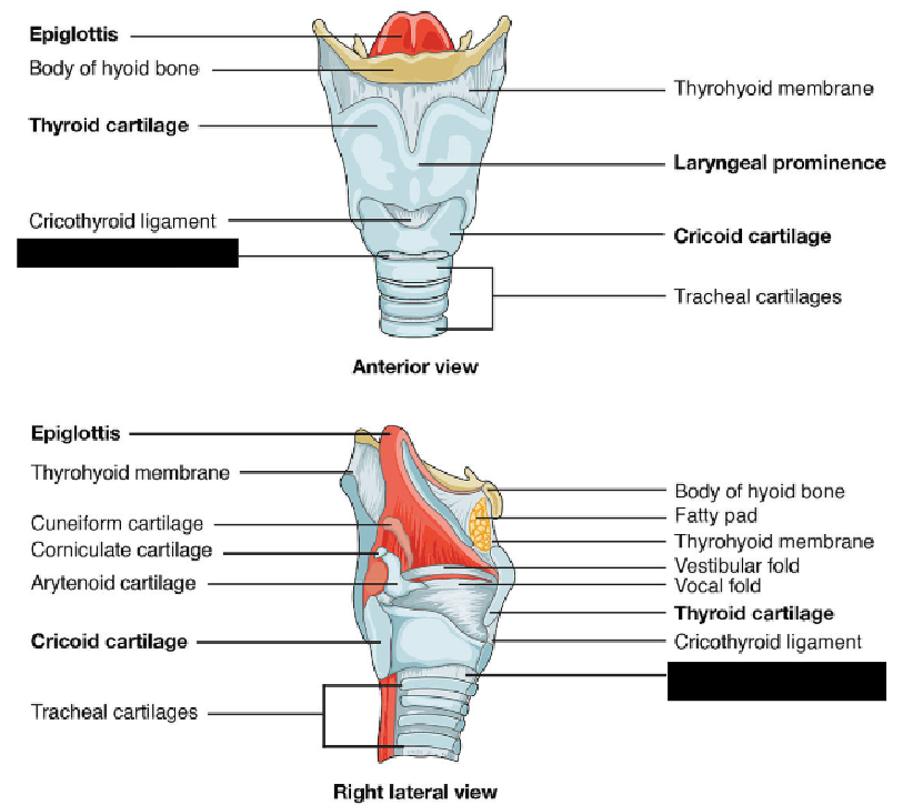 <p>Ligament that connects the cricoid cartilage with the first ring of the trachea.</p>
