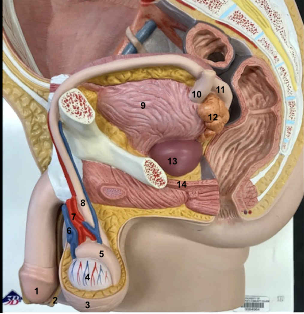 <p>1.Glans penis</p><p>2.Prepuce</p><p>3.Scrotum</p><ul><li><p>Testes are housed in scrotum, which is located below the abdominal cavity. This provides the testes with a slightly cooler environment than body temperature, which facilitates sperm production.</p></li></ul><p>4.Testis: produce sperm and testosterone</p><p>5.Epididymis</p><p>6.Testicular vein</p><p>7.Testicular artery</p><p>8.Vas deferens (or ductus deferens)</p><p>9.urinary bladder</p><p>10.Ureter</p><p>11.Ampulla of vas deferens</p><p>12.Seminal vesicle: produce alkaline solution in semen</p><p>13.Prostate gland: recieve content from ejaculatory duct and produce alkaline fluid in semen</p><p>14.Urogenital diaphragm</p>