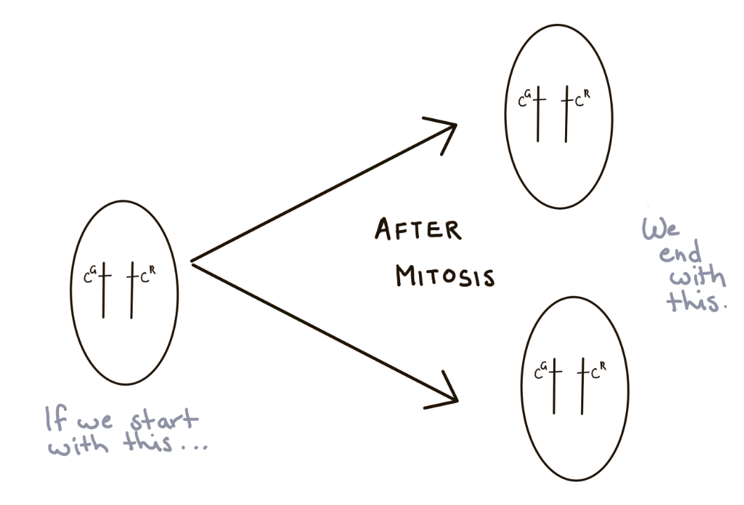 <p>Mitosis is identical cell division. The DNA replicates and one parents cell (<em>C<sup>G</sup>C<sup>R</sup></em>), splits into two identical (<em>C<sup>G</sup>C<sup>R</sup></em>) daughter cells (2n)</p>