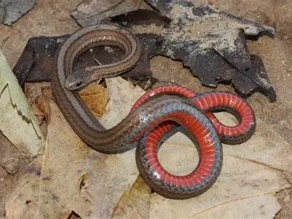 <p>What Reptile is this?</p>