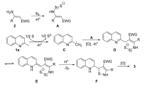 <p>Initially, nucleophilic attack of enaminoesters 2 with S8 generates polysulfide A and protonated B. At the same time, 2-methylquinoline (1a) could generate radical intermediate C in the presence of elemental sulfur. Intermediate C could couple with A to afford intermediate D via single-electron transfer with elemental sulfur. Then enamine isomerization of intermediate D produces intermediate E, which undergoes intramolecular nucleophilic addition to give intermediate F. Finally, F was oxidized to product 3.</p><p>The key coupling step then occurs between radical <strong>C</strong> and intermediate <strong>A</strong>. The quinolylmethyl radical adds to the electron-poor double bond of <strong>A</strong>, forming a new <strong>C–C bond</strong>. This radical addition gives a new carbon-centred radical intermediate. Elemental sulfur can then accept one electron from this radical intermediate in a <strong>single-electron transfer step</strong>. In other words, sulfur acts as a mild oxidant:</p><p>organic&nbsp;radical&nbsp;intermediate+S8→oxidised&nbsp;organic&nbsp;intermediate+S8∙−/Sx2−\text{organic radical intermediate} + S_8 \rightarrow \text{oxidised organic intermediate} + S_8^{\bullet -}/S_x^{2-}organic&nbsp;radical&nbsp;intermediate+S8​→oxidised&nbsp;organic&nbsp;intermediate+S8∙−​/Sx2−​</p><p>After this SET oxidation, loss of a proton gives intermediate <strong>D</strong>.</p>