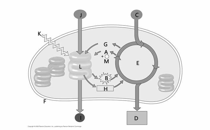<p>B</p>