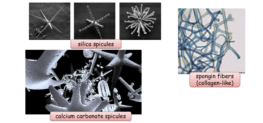<p>spicules - made of silica or calcium carbonate</p><p>spongin- protein fibers (collagen like)</p><p>made by amoebacytes in mesohyl</p>