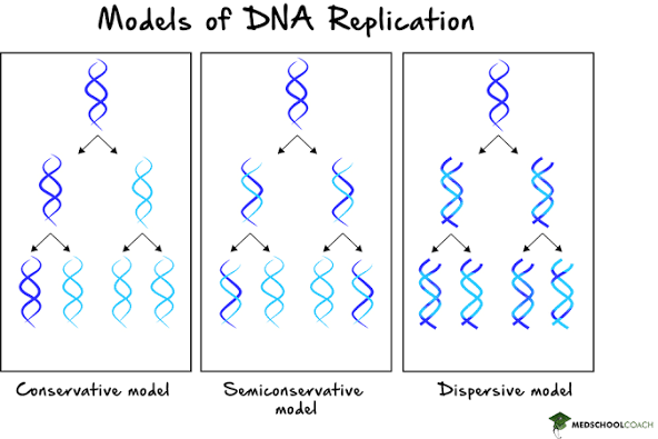 <p><strong>- Conservative model:</strong> Predicted that after the original double-helix acts as a template to create a completely new DNA molecule, the two original strands come back together and reassociate, restoring the original heavy DNA molecule and producing 3 identical light DNA daughter molecules (after two rounds of replication)</p><p><strong>- Semi-conservative model:</strong> Predicted that the original parental strands separate and pair with newly synthesized strands, resulting in half of the products being hybrid DNA molecules and the other half being light DNA molecules (after two rounds of replication)</p><ul><li><p>This model was supported by Watson & Crick from the very beginning, and would later be proven to be the correct one through the Meselson and Stahl experiment</p></li></ul><p><strong>- Dispersive model: </strong>Predicted that all the products would be hybrids, as the original parental strands “randomly” mixed with new strands to produce daughter DNA molecules</p>