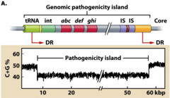 <p>Where are bacterial virulence genes often located?</p>