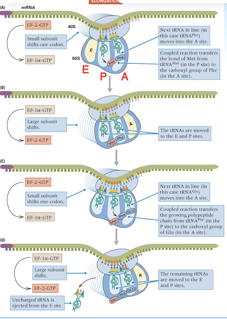 <ol><li><p>bringing each aminoacylated tRNA into line</p></li><li><p>forming the new peptide bond to elongate the polypeptide</p></li><li><p>moving the ribosome to the next codon along the mRNA</p></li></ol><p></p>