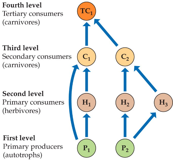 <p>Food webs </p>