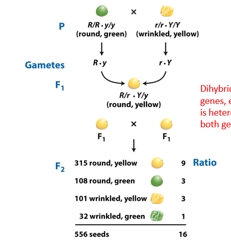 <p>A dihybrid cross is when you have two genes and each parent is heterozygous for both genes. (heterozygous gives the most combination of allele sin the offspring). </p><p>Produces a 9:3:3:1 ratio </p>
