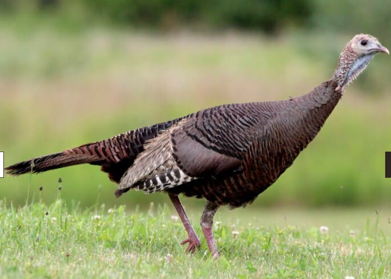 <p>Wild turkey</p>