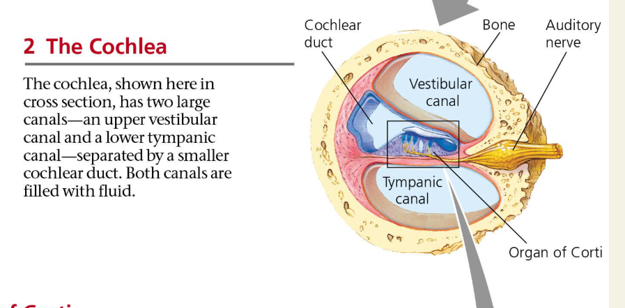 <p>spiral shaped cavity containing hair cells that detects sounds</p>