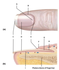 <p>Identify the structure labeled I.</p><p>A. Lateral nail fold</p><p>B. Body of nail</p><p>C. Nail bed</p><p>D. Proximal nail fold</p><p>E. Lunula</p><p>F. Eponuchium (cuticle)</p><p>G. Free edge of nail</p><p>H. Nail matrix</p><p>I. Root of nail</p>