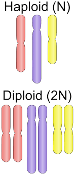 <ul><li><p>(n)</p></li><li><p>A cell containing one set of chromosomes </p></li></ul><p></p>