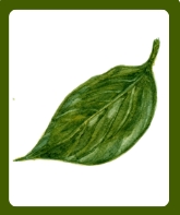 <p>The flat, usually green part of a plant that is attached to a branch.</p>