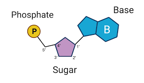 <p>Nucleic acid monomer</p>