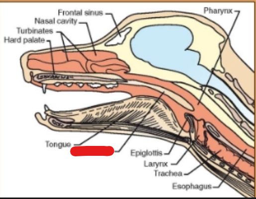 <p>what is it (Respiratory System)</p>