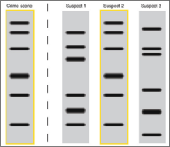 <p>*forensic science* - identifying suspects </p><p>*medical diagnosis*</p><p>*animal and plant breeding* - to prevent inbreeding</p>