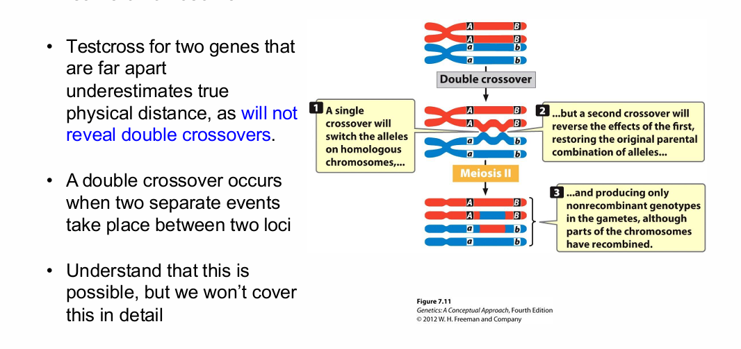 <p>Why can recombination frequency underestimate true physical distance between two loci?</p>