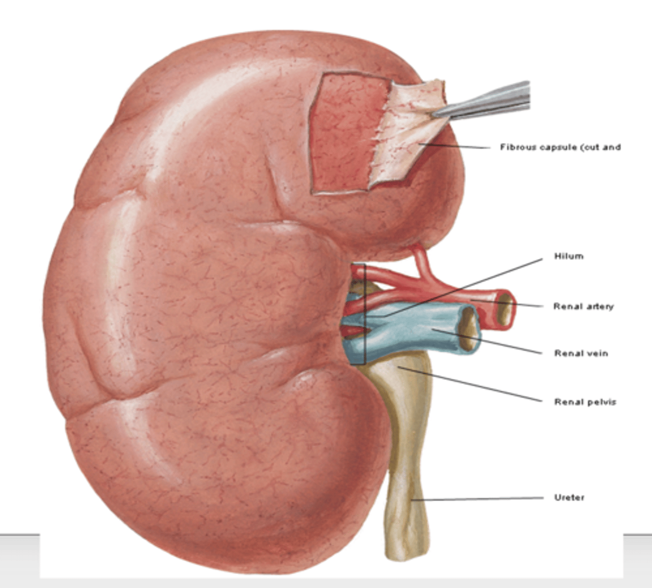 <p>what is the renal hilum of the kidney?</p>