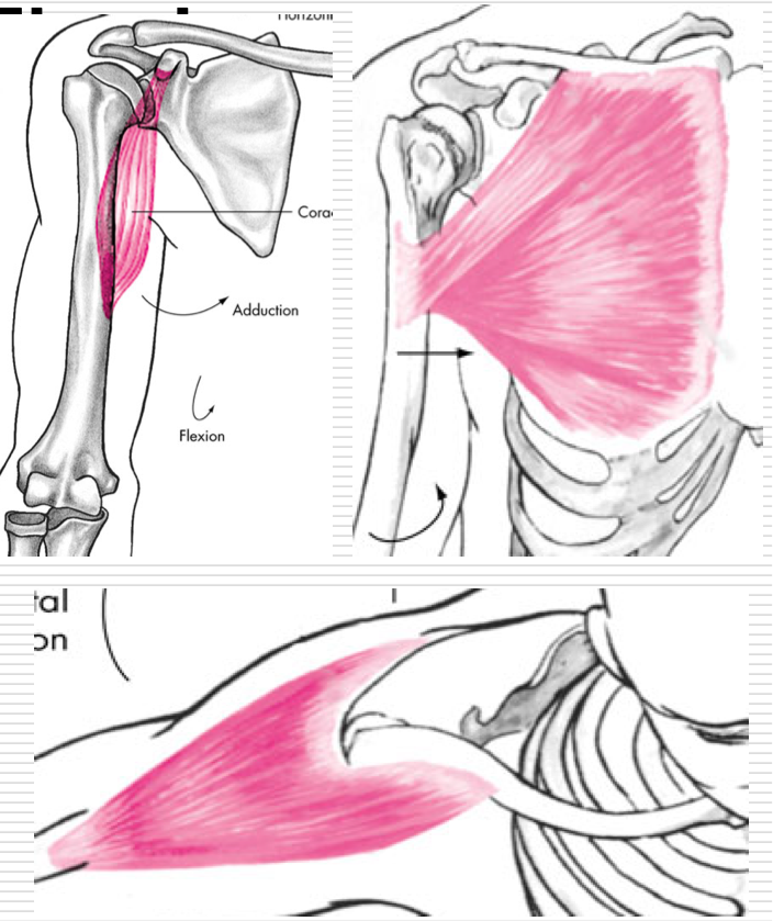 <p>Agonists </p><ul><li><p>Deltoid - anterior </p></li><li><p>Pectoralis Major - upper</p></li><li><p>Coracobrachialis </p></li></ul><p></p>