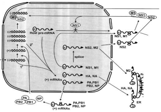 <p>→ In deze fase draait de celkern op volle toeren om twee verschillende stromen te produceren:</p><p>- <strong>Eiwitproductie:</strong> De nieuw gemaakte <strong>(+) mRNAs</strong> verlaten de kern via de poriën. In het cytoplasma haken ze aan bij de ribosomen om virale eiwitten te maken (zoals de polymerase-subunits PA, PB1, PB2 en het nucleoproteïne NP). Deze eiwitten reizen direct weer terug de kern in om te helpen.</p><p>- <strong>Genoomkopiëring:</strong> Het RNA-dependent RNA-polymerase switcht van stand. Het gaat nu de binnengekomen minstrengen <strong>(-)</strong> kopiëren naar een volledige plusstreng-bladdruk <strong>(+)</strong>, om die vervolgens weer massaal te kopiëren naar duizenden gloednieuwe minstrengen <strong>(-) sense vRNA</strong> voor de nakomelingen.</p><p>- <strong>De diefstal (Host pre-mRNA):</strong> Influenza doet in de kern ook aan <em>cap-snatching</em>. Het knipt de kopjes van het menselijke pre-mRNA af (zie het kruis bij Host pre-mRNA) om te gebruiken voor zijn eigen mRNA's, waardoor de menselijke cel zelf acuut stopt met functioneren.</p>