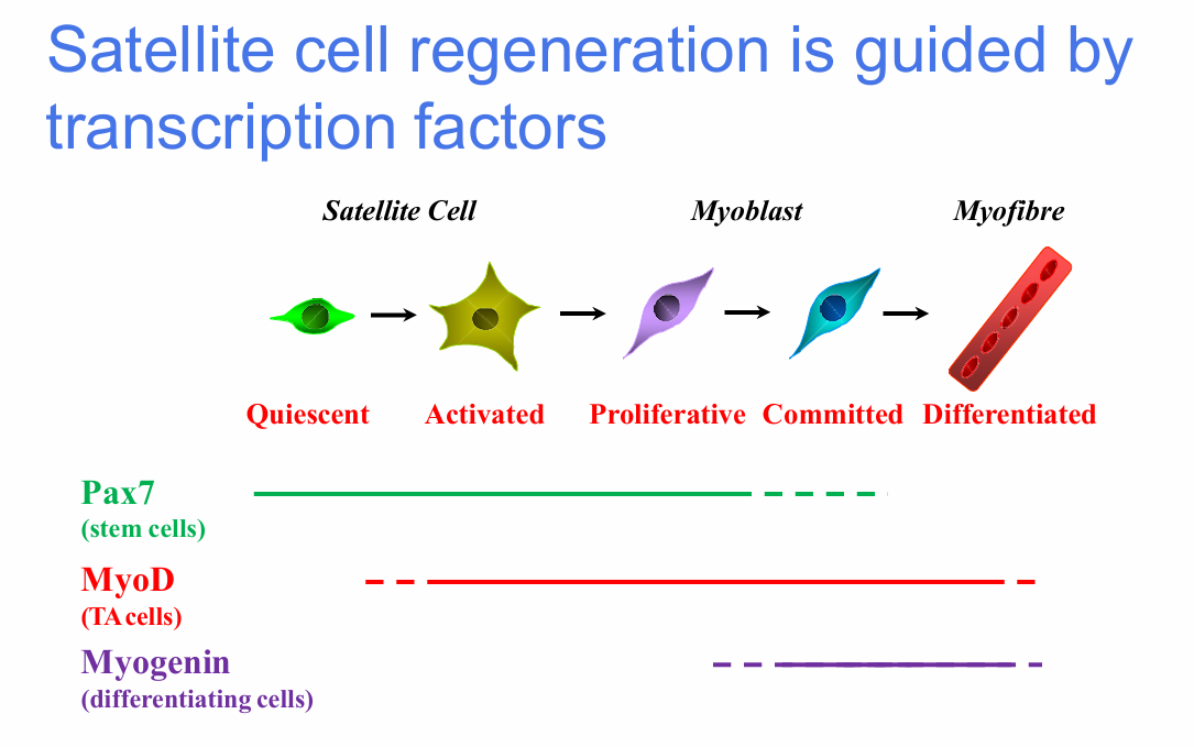 <p>Quiescent satellite cell</p><p>→ activated / proliferative cell</p><p>→ committed myoblast</p><p>→ differentiated myofibre</p><p>.</p><p>Associated factors:</p><p>- Pax7: stem-cell stage</p><p>- MyoD: activated / TA-cell stage</p><p>- Myogenin: differentiating stage</p>