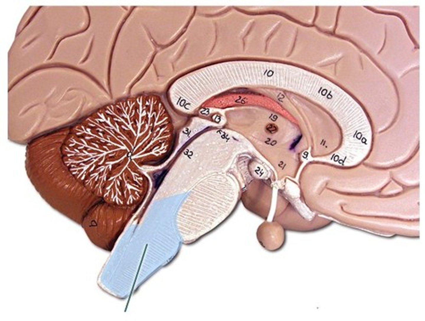<p>The lower part of the brainstem, regulating heart rate, breathing, and blood pressure.</p>