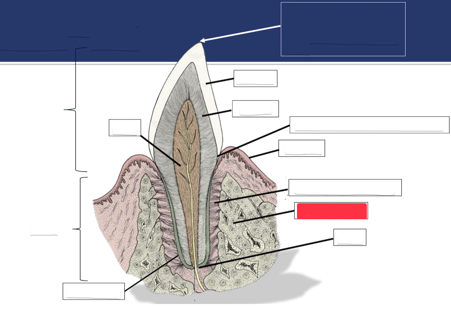 <p>Label this part of the tooth.</p>