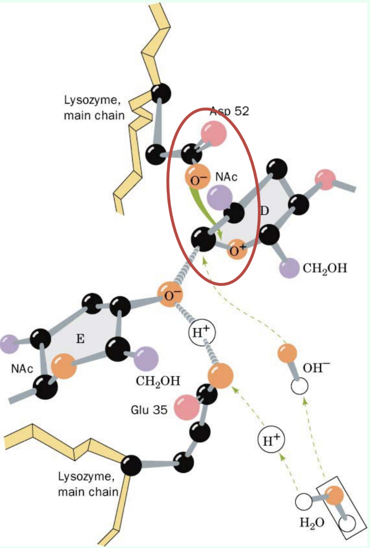 <p>What kind of catalysis is illustrated by <strong>strain matching the half-chair transition state</strong>?</p>