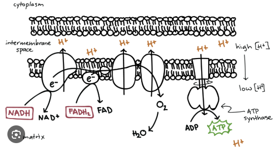 <p>a series of protein complexes and electron carriers embedded in the mitochondrial inner membrane, crucial for cellular respiration. It accepts high-energy electrons from NADH and FADH2, passing them through redox reactions to pump protons r𝐻+) into the intermembrane space. electron carriers are oxidized and o2 is reduced.</p>