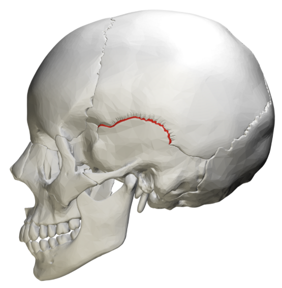 <p>Welk sutuur is dit?</p>