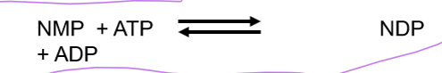 <p>the enzyme that phosphorylates NMPs to NDPs using ATP and the enzyme nucleoside monophosphate kinase</p>