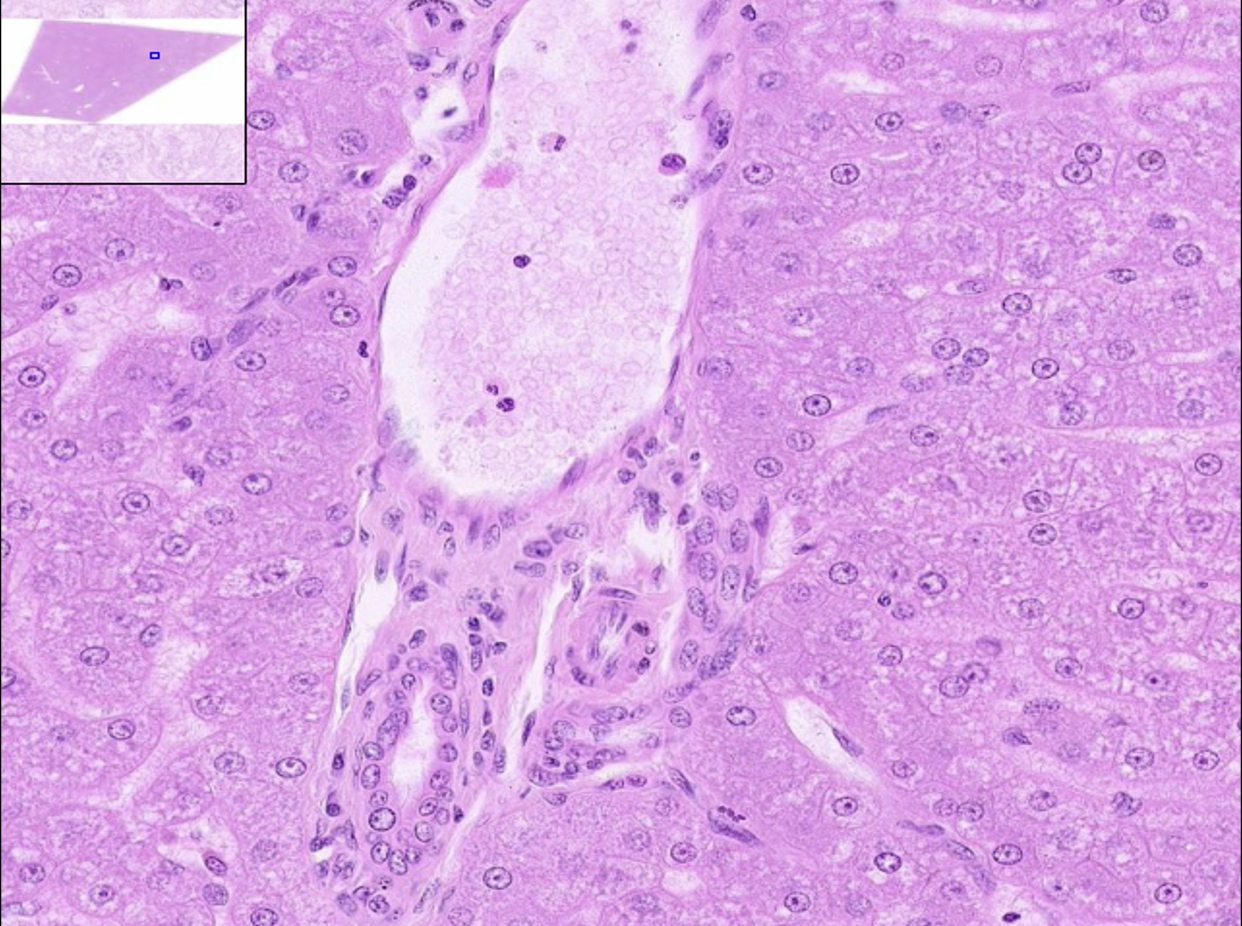 <p>What structure is this?</p>