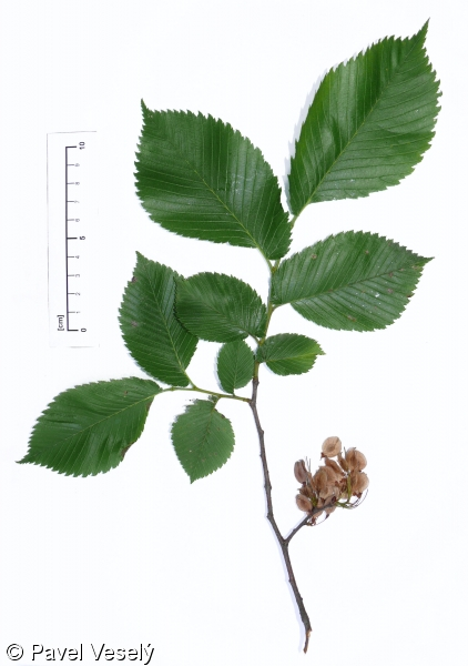 <p>list <strong>silně nesouměrný</strong> u báze, plody chlupaté po okraji</p>