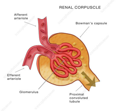 <p>bulbus region for filtration site, <strong>afferent</strong> and <strong>efferent</strong> arterioles, glomerulus</p>