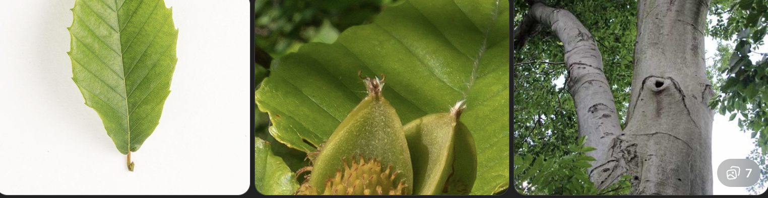 <p>Identify this tree</p>