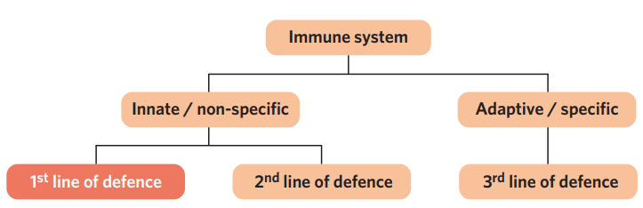 <ul><li><p>immune system - the cells and tissues involved in resistance to infection. the immune system identifies the difference between its own cells (self antigens) and foreign cells + molecules of pathogens (non-self antigens)</p><ul><li><p>innate immune system - composed of non-specific defences and responses + doesn’t keep a memory of pathogens. responds to injury + antigens quickly. includes first + second line of defence</p></li><li><p>adaptive immune system - composed of specific defences and responses + keeps a memory of specific pathogens → response to re-infection is faster + larger. includes third line of defence.</p></li></ul></li><li><p>immunity - resistance to infectious disease</p></li></ul><p></p>