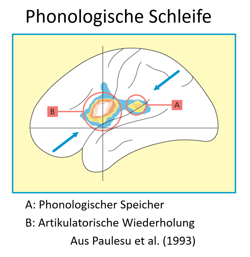 <ul><li><p><span>Wird der phonologische Speicher genutzt, dann zeigt sich eine Hirnaktivität im Bereich des Wernickeareals, welches für das Sprachverständnis wichtig ist</span></p></li></ul><p></p>