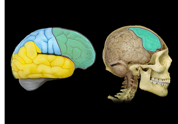 <p>Frontal lobe</p>