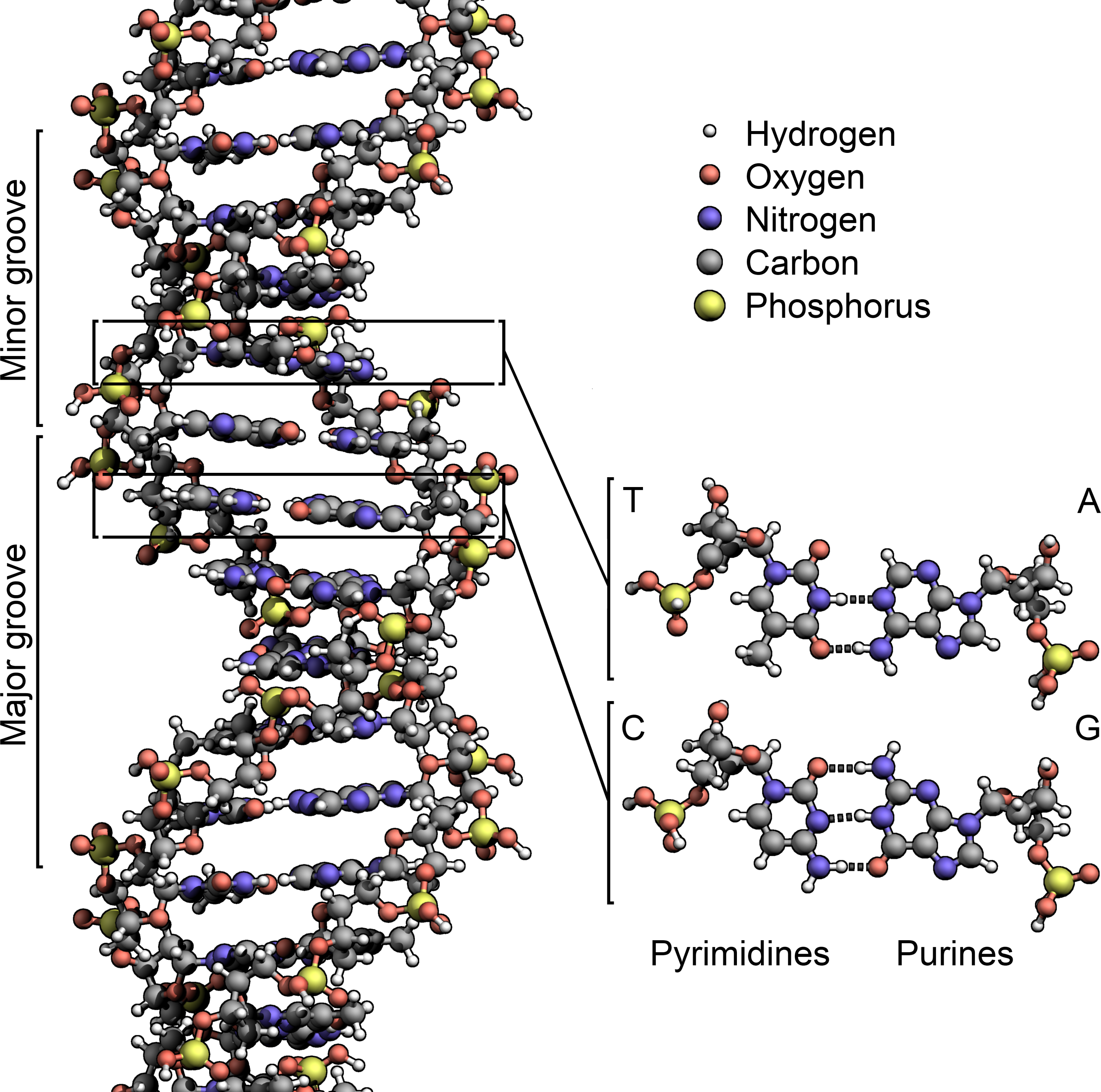 <p>What kinds of bonds connect the base pairs of the DNA double helix?</p>
