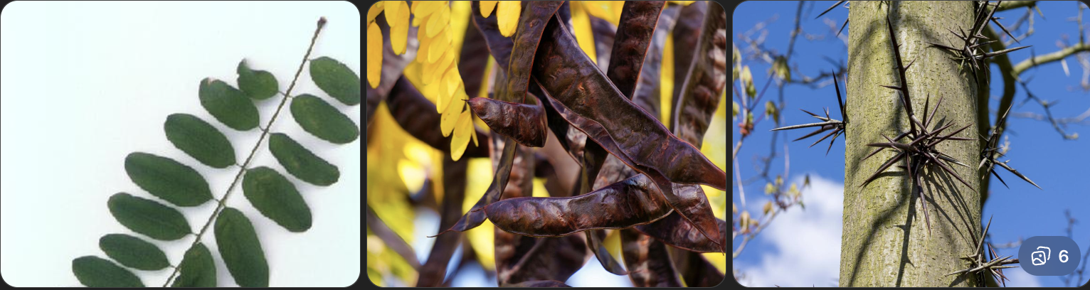 <p>Identify this tree</p>