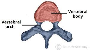 <p>thick, drum-shaped anterior portion of a vertebra.</p>