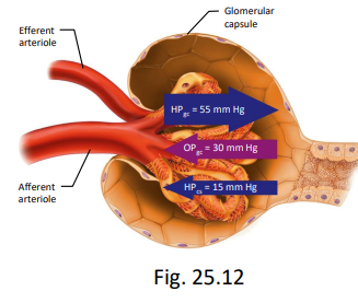 <ul><li><p>at this NFP, ~180 L/day filtrate (both kidneys) = 125 ml/min (so the entire plasma volume filtered ~65 times per day) not all will become urine</p><ul><li><p>however, <1% of filtered volume remains at the end of collecting duct (reabsorption)</p><ul><li><p>eliminate some stuff</p></li></ul></li></ul></li></ul><p></p>