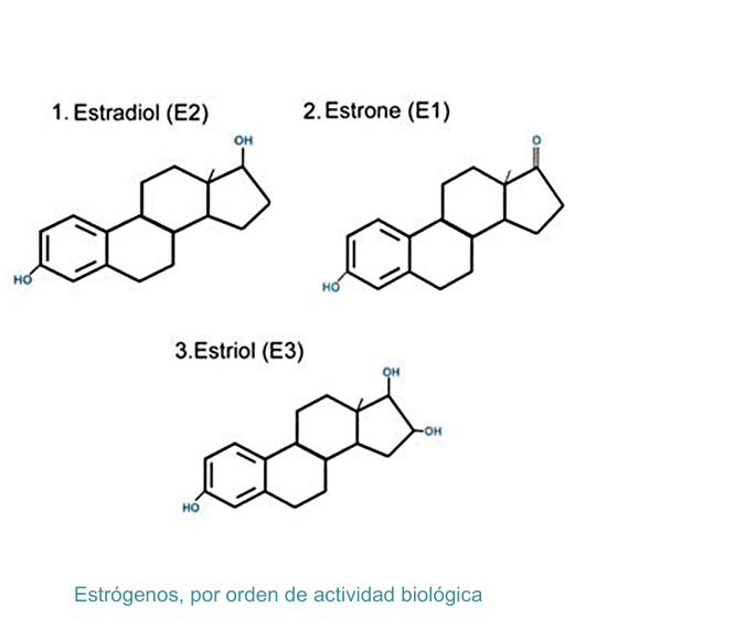 <p>Estrona (E1), estradiol (E2) y estriol (E3)</p><ul><li><p>Producidos mayoritariamente en el ovario (folículo y cuerpo lúteo), aunque también se producen en el hígado, sistema nervioso y adipocitos</p></li><li><p>Los órganos diana incluyen:</p><ul><li><p>Sistema reproductor (útero, glándula mamaria)</p></li><li><p>Sistema cardiovascular</p></li><li><p>Sistema nervioso</p></li><li><p>Esqueleto</p></li><li><p>Músculo</p></li><li><p>Piel</p></li></ul></li><li><p>Los niveles varían en ciclos de aproximadamente 28 días</p></li><li><p>Los niveles máximos corresponden al final de la fase folicular (60-200 pg/ml). Tras la menopausia disminuyen de manera drástica (10-40 pg/ml)</p></li></ul><p></p>