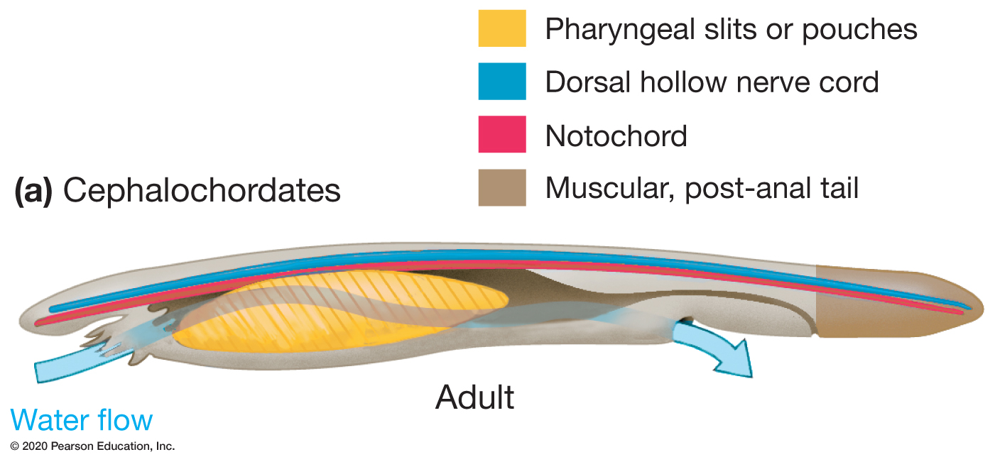 <p>Part of the central nervous system. It is above the notochord. </p>