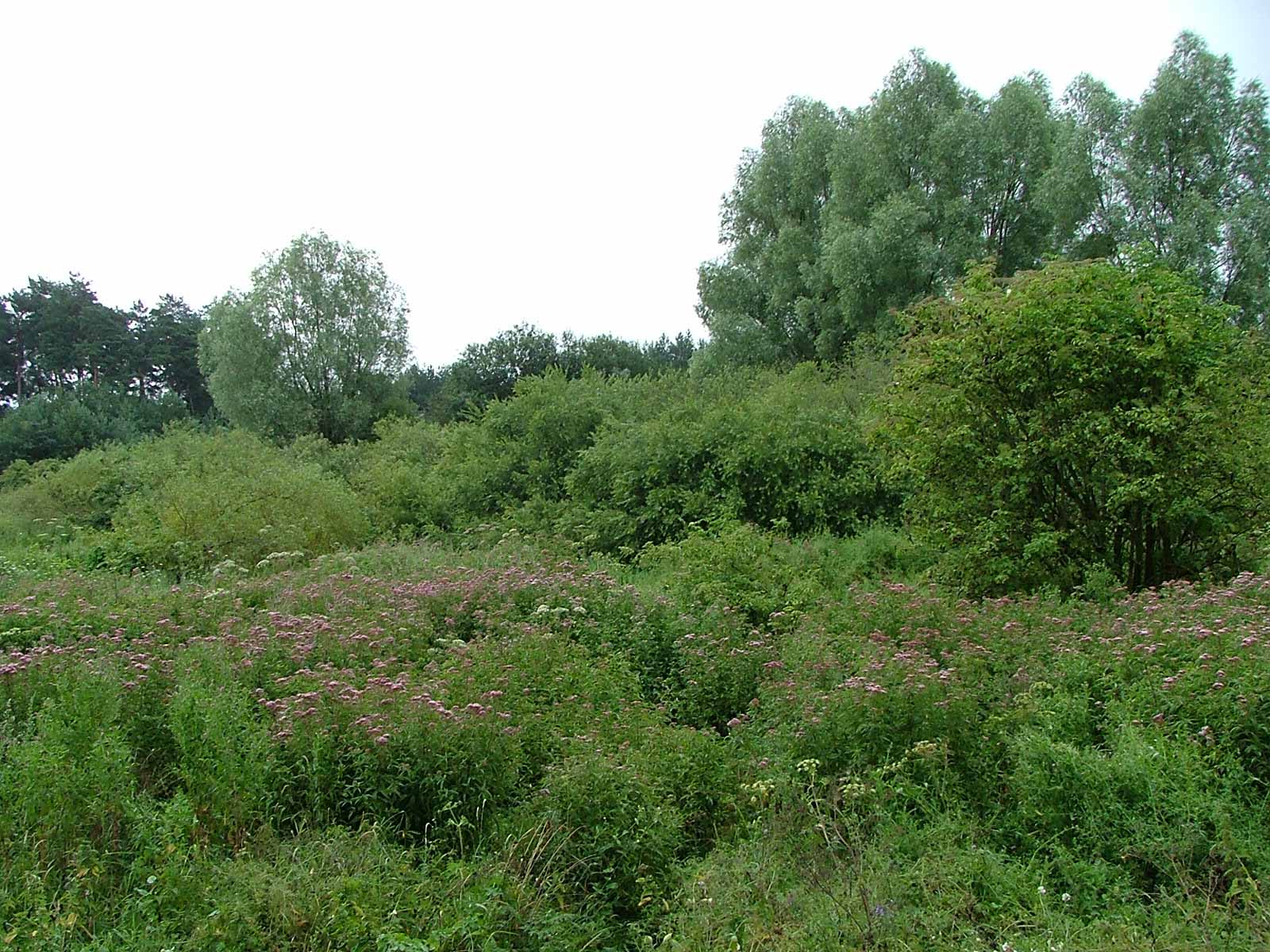 <p>Klasa <strong>ARTEMISIETEA VULGARIS </strong><span style="line-height: 22px;">związek<strong> <em>Convolvuletalia sepium</em></strong>&nbsp;</span></p>