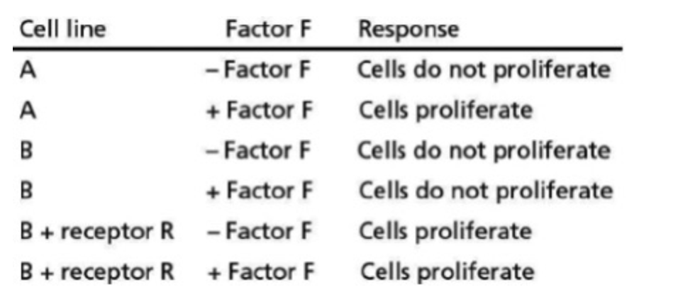 <p><span>Cell lines A and B both survive in tissue culture containing serum but do not proliferate. Factor F is known to stimulate proliferation in cell line A. Cell line A produces a receptor protein (R) that cell line B does not produce. To test the role of receptor R, you introduce this receptor protein into cell line B, using recombinant DNA techniques. You then test all of your various cell lines in the presence of serum for their response to factor F, with the results summarized in Table 16-9. Which of the following cannot be concluded from your results above?</span></p><p></p><p>Binding of factor F to its receptor is required for proliferation of cell line A.</p><p>Cell line A expresses a receptor for factor F.</p><p>Receptor R binds to factor F to induce cell proliferation in cell line A.</p><p>Factor F is not required for proliferation in cell line B</p>