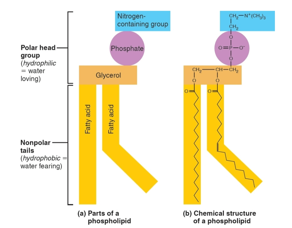 <p><span style="background-color: transparent;"><strong>a fat-like molecule with a water-loving (hydrophilic) head and two water-fearing tails (hydrophobic)</strong></span></p><p><span style="background-color: transparent;">naturally line up in two rows to make a lipid bilayer.</span></p><p><span style="background-color: transparent;">The inner core stops large or charged items from crossing easily.</span></p><p><span style="background-color: transparent;"> Bent or straight tails keep the membrane flexible so the cell can move and change.</span></p><p><span style="background-color: transparent;">host proteins and cholesterol to help the cell communicate and function</span></p><p></p>