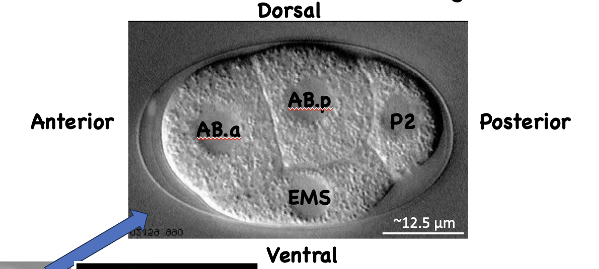 <ul><li><p>AB makes AB.a and AB.p (a and p mean anterior and posterior)</p></li><li><p>P makes P2 and EMS</p></li></ul><p></p>
