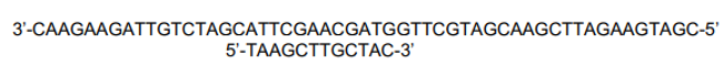 <p><span style="background-color: transparent;"><strong>You set up the following sequencing reaction by adding DNA polymerase, dNTPs, a small amount of ddGTP, and the following template and 12bp primer. What sizes of products would you expect from this reaction?&nbsp;</strong></span></p><p><span style="background-color: transparent;"><strong>a. 13, 17, 29 nucleotides long</strong></span></p><p><span style="background-color: transparent;"><strong>b. 14, 19, 23, 26 nucleotides long</strong></span></p><p><span style="background-color: transparent;"><strong>c. 16, 18, 20, 21 nucleotides long</strong></span></p><p><span style="background-color: transparent;"><strong>d. 16, 21, 25, 36 nucleotides long</strong></span></p><p><span style="background-color: transparent;"><strong>e. 13, 17, 20, 24, 29, 32, 35 nucleotides long</strong> </span></p><p><span style="background-color: transparent;">(Lecture #7-8 Questions)</span></p>