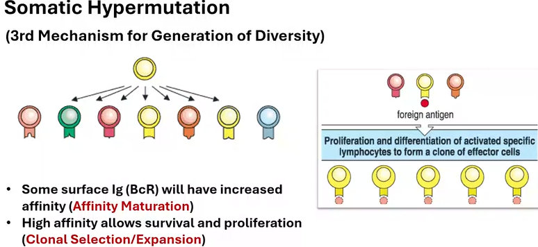 <p><strong><mark data-color="purple" style="background-color: purple; color: inherit;">GENERATION OF DIVERSITY AFTER EXPOSURE TO Ag/PATHOGEN</mark></strong></p><p>occurs in all 6 CDRs within a BCR</p><p><strong>[4] [5] (3rd mechanism for generation of diversity):</strong> when B cells divide, there are two mechanisms working together to increase (by 1,000-fold) the point mutations in Ig genes. occurs at a rate of 1 mutation per cell division.</p><ul><li><p><strong>[1] [2] (occurs in [3] B cells)</strong>: some surface Ig (BCR) will have increased [1]</p></li><li><p><span style="background-color: transparent;"><strong>[10] [10] </strong>via [6]-[6] [6] [6] (AID) enzyme that induces a bunch of mutations intentionally to create new protein sequences that are selected for higher [1]. makes sure to keep the useful B cells by having clones with the highest [1] dominate the population.</span></p><ul><li><p>functions by converting cytosine into [7] in DNA, which triggers the nucleotide/base excision repair (NER/BER) mechanisms that recruit low-fidelity polymerases to fix because these polymerases have higher error rates</p></li><li><p><span style="background-color: transparent;">B cells with highest [1] [8] survive!</span></p></li></ul></li></ul><ul><li><p><span style="background-color: transparent;">[9] cell dependent process, needs helper [9] cells to become [3] differentiated B cells (memory or plasma)</span></p><ul><li><p>cross-linking of B cell with helper [9] cell</p></li></ul></li></ul><p></p>